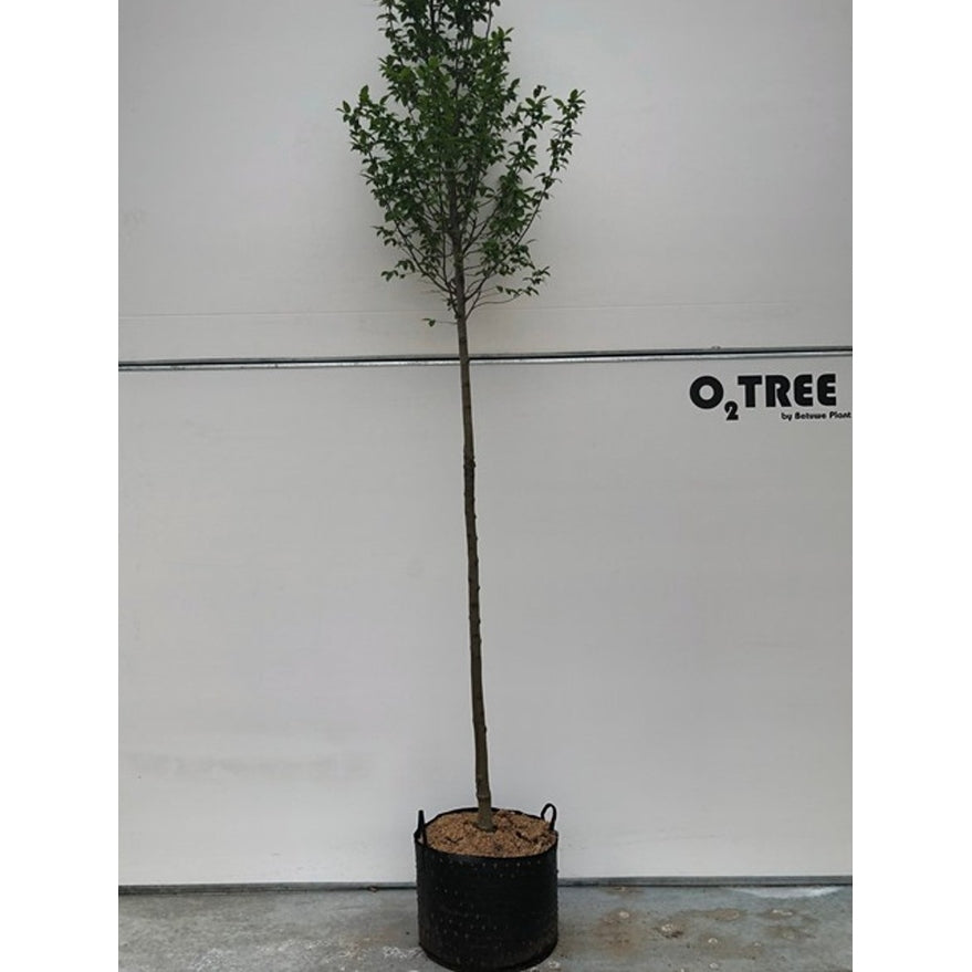 Avenbok – Carpinus betulus 'Lucas' - 10/12 in Cont HO/ST